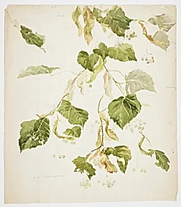 Study of a Linden Branch by Sophia L. Crownfield, (American, 1862–1929)