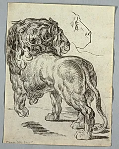 Study of a Lion by Unknown