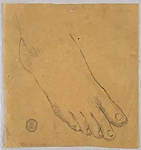 Study of a Right Foot
