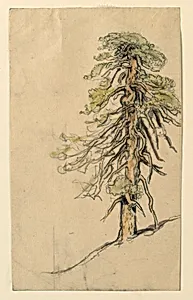 Study of a Tree on a Hillside