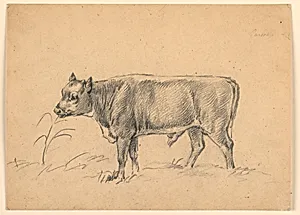 Study of a Young Bull Standing in a Meadow