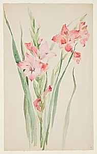 Study of Amaryllises