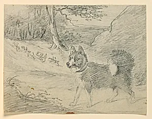 Study of an Elk Hound