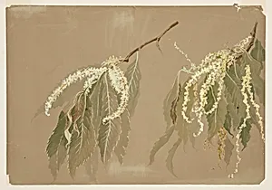 Study of Chestnut Tree Branches