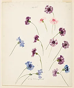 Study of Cornflowers