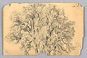 Study of elm tree by William Trost Richards, American, 1833–1905