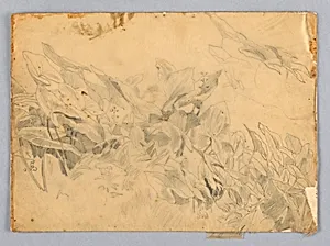 Study of foliage