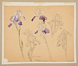 Study of Irises