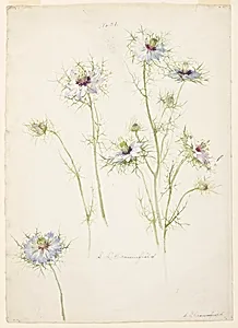 Study of Love-in-a-mist