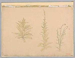 Study of mullein plants