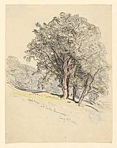 Study of Oak Trees at Lake Dunmore, Vermont
