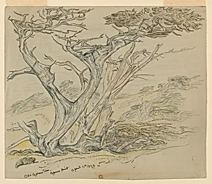 Study of Old Cypress Trees, Cypress Point