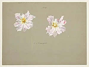 Study of Pale Pink Peonies
