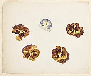 Study of Pansies