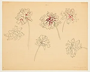 Study of Peonies