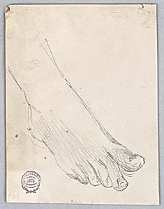 Study of Right Foot