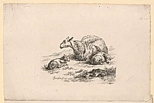 Study of Sheep