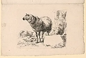 Study of Sheep