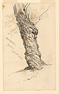 Study of Tree