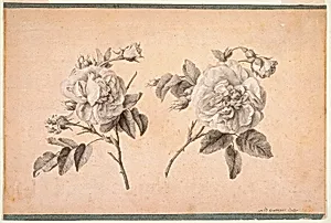 Study of Two Roses