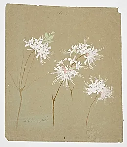Study of Wild Azalea