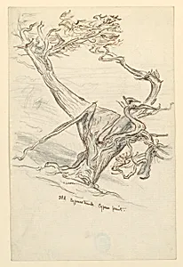 Study, Old Cypress Tres, Cypress Point