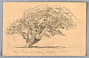 Study, Tree, Santa Barbara, California