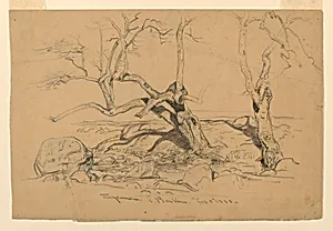 Study, Trees, Santa Barbara, California