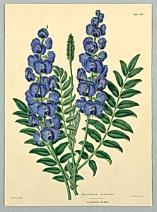 Swainsonia Violacea, Plate LXIX from Edward George Henderson's "The Illustrated Bouquet"