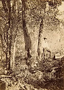 Tacony Creek, Magnolia Poplar