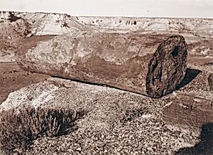 The Big Log Cannon in the Petrified Forest