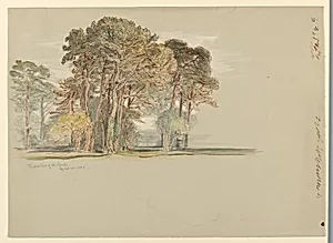 The Pine Trees of El Monte, California