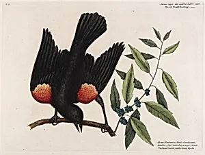 The red Wing'd Starling. The broad leaved candle-berry Myrtle.