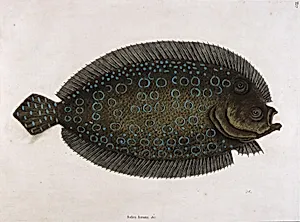 The Sole (Solea lunata & c)