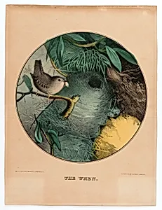The Wren