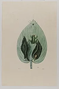 Tree Frog