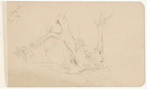 Trees by a Stream in Orizaba, Mexico