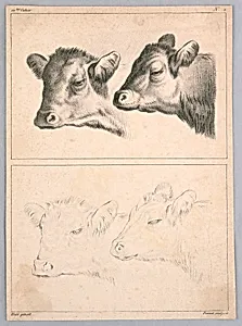 Two Cow Heads, Plate no. 2 from the 12me Cahier d'etudes