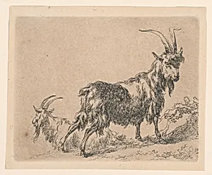Two Goats, from Berchem's "Animalia" (Animals) [ Animalia ad vivum delineata et aqua forti aeri impressa Studio et Arte Nicolai Berchem]