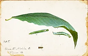 Unspotted Beach Leaf Edge Caterpillar, study for book Concealing Coloration in the Animal Kingdom