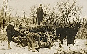 Untitled (dead rabbits)