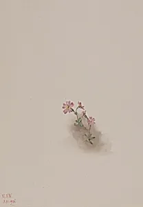 Untitled--Flower Study by Mary Vaux Walcott
