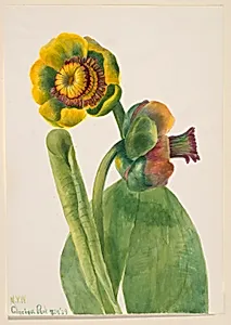 Untitled--Flower Study