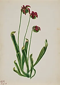 (Untitled--Flower Study)