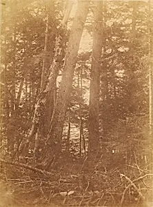 Untitled, from the portfolio The Forest: Adirondack Woods