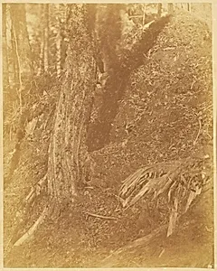 Untitled, from the portfolio The Forest: Adirondack Woods