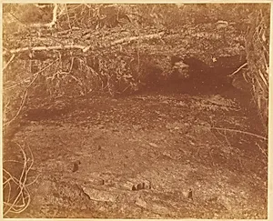 Untitled, from the portfolio The Forest: Adirondack Woods