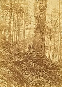 Untitled, from the portfolio The Forest: Adirondack Woods