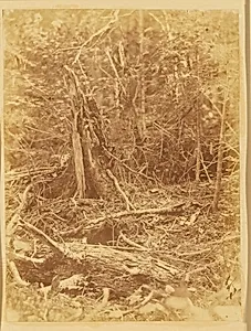 Untitled, from the portfolio The Forest: Adirondack Woods