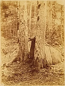 Untitled, from the portfolio The Forest: Adirondack Woods
